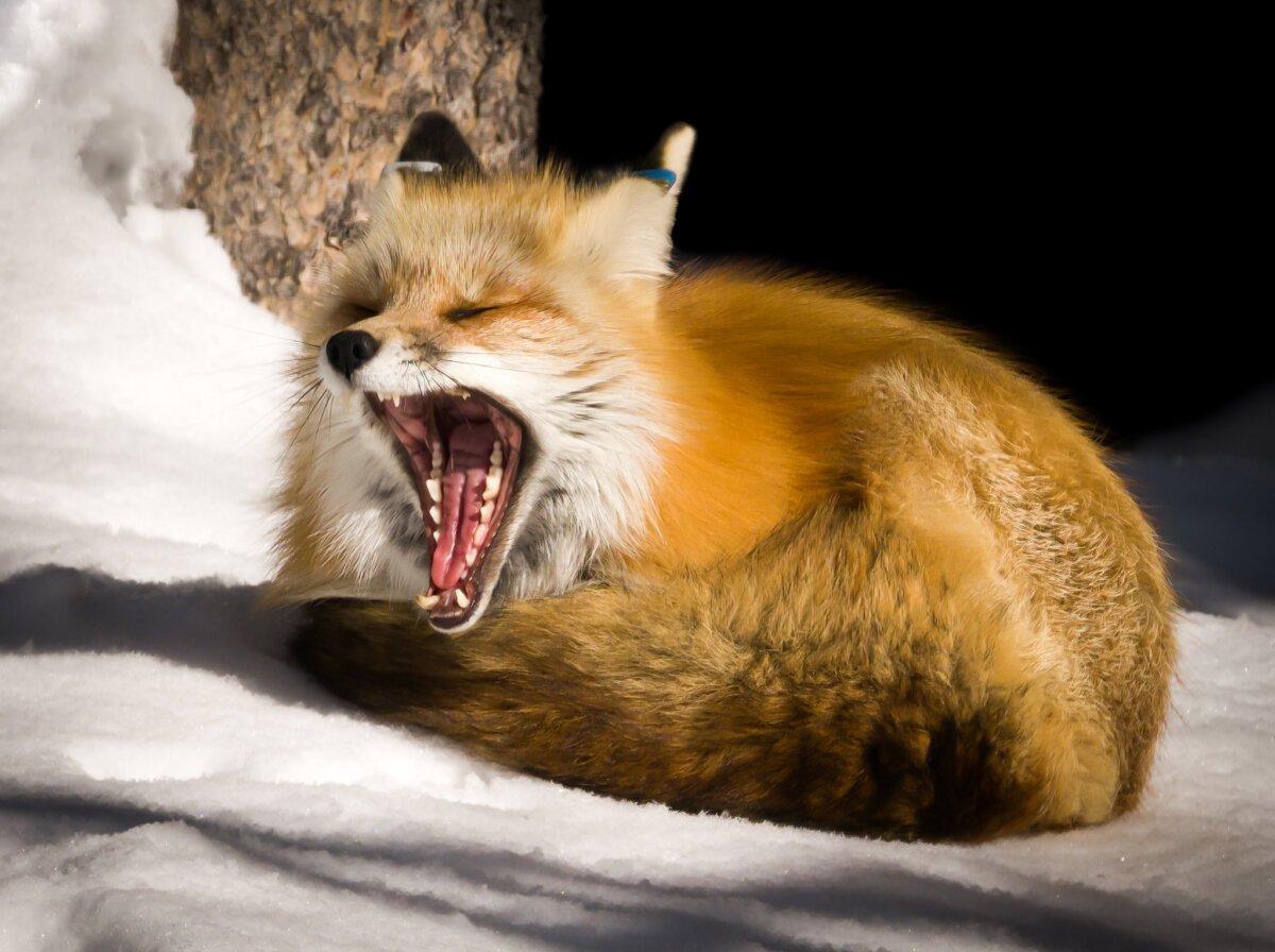 A yawning fox just waking up from a nap in the snow.