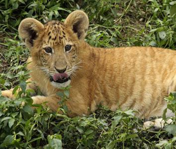 Ligers For Sale