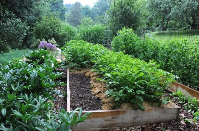 hilled potato plants in raised bed