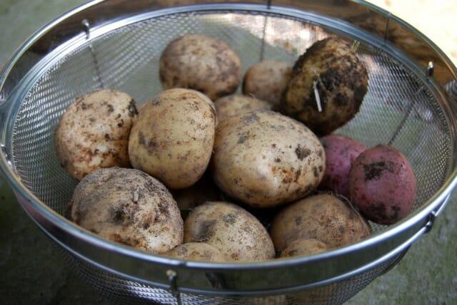 potatoes dug from the garden