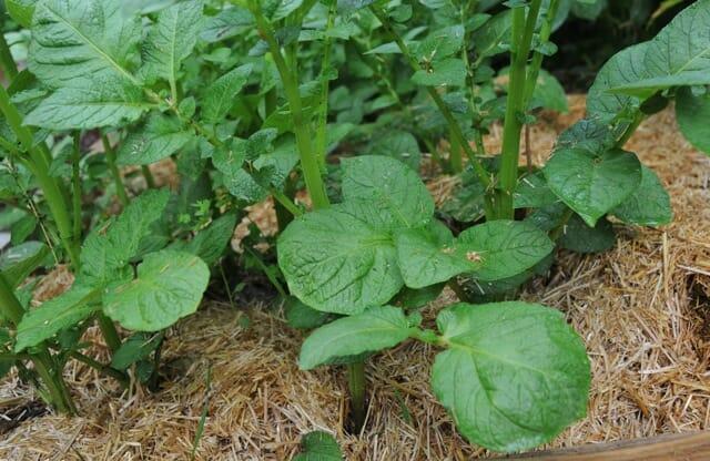 Potatoes hilled a second time, with straw