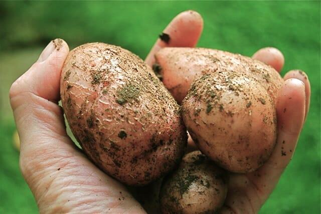 Fresh-dug early red-skinned potatoes