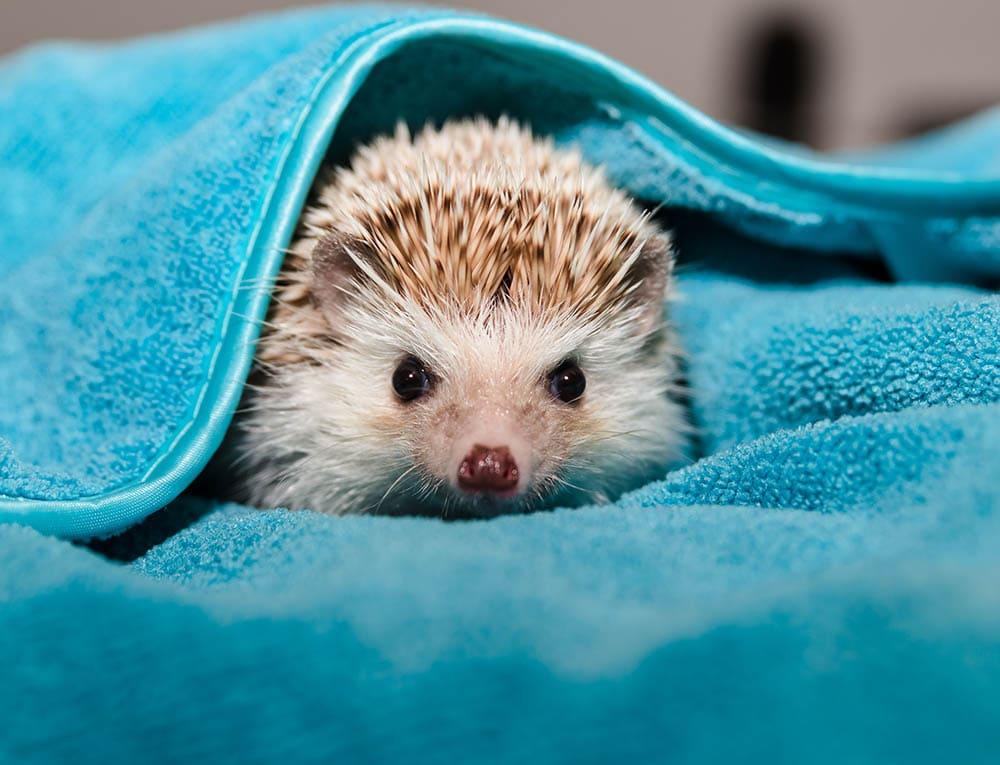 divider-hedgehog