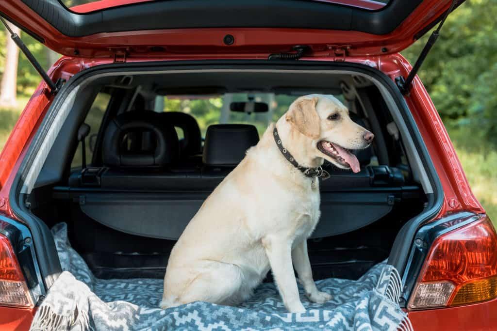 how to get dog to jump in vehicle