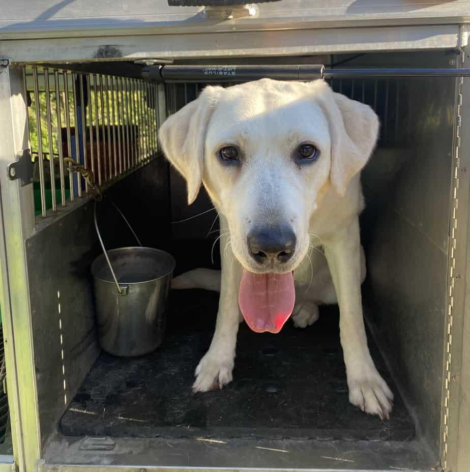 dog jumping in tailgate