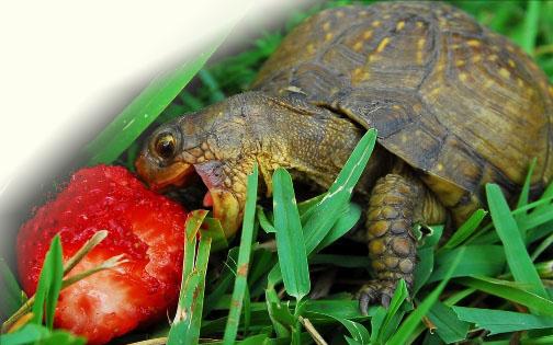 Box turtle eating strawberry