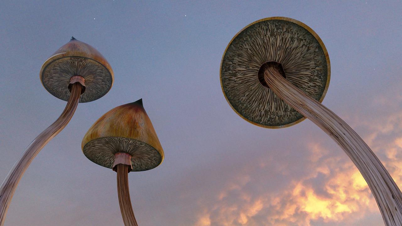 Shrooms