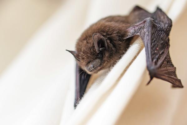 How to Get Rid of Bats