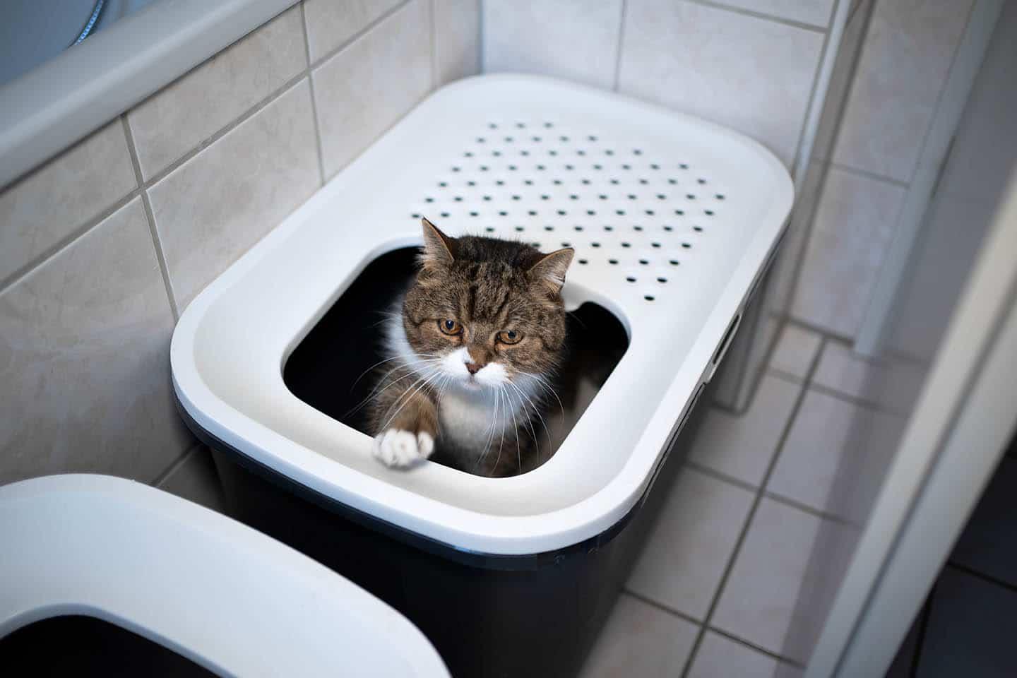 british shorthair inside top entry litter box