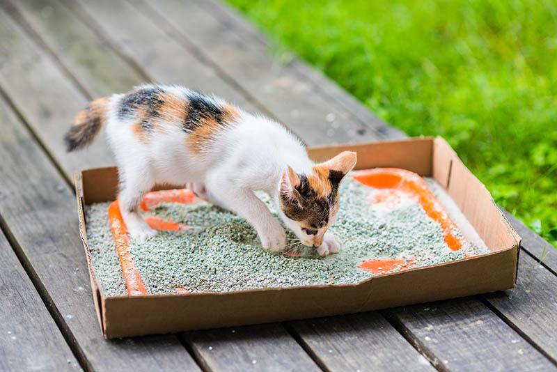 cat on a disposable litter box