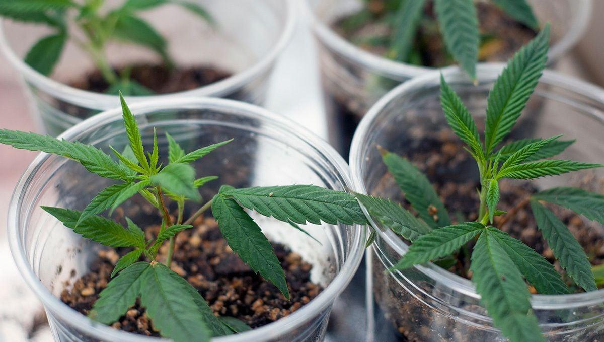 Cannabis cuttings: how are cannabis plants cloned?