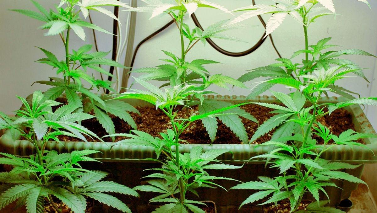 Cannabis cuttings: why cant you clone autoflowers?