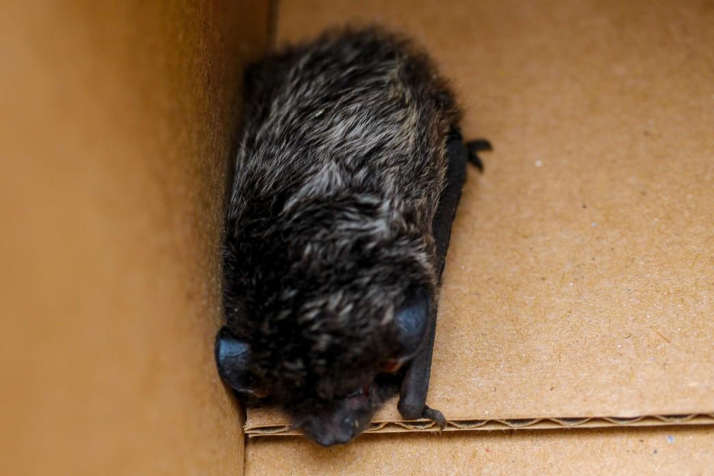 How To Lure A Bat Out Of Hiding In Your House?