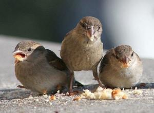 a-bird-go-without-water