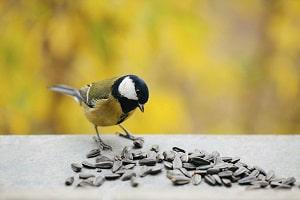 a-bird-live-without-food-and-water