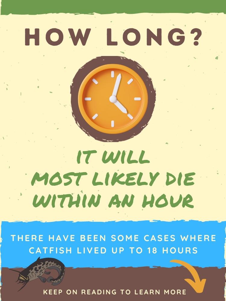 How Long Can Catfish Live out of Water - Infographic