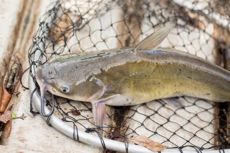 How Long Can Catfish Live out of Water - Net