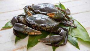 Mud-Crab