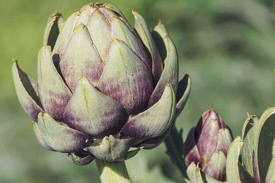 How long do artichokes last in the fridge