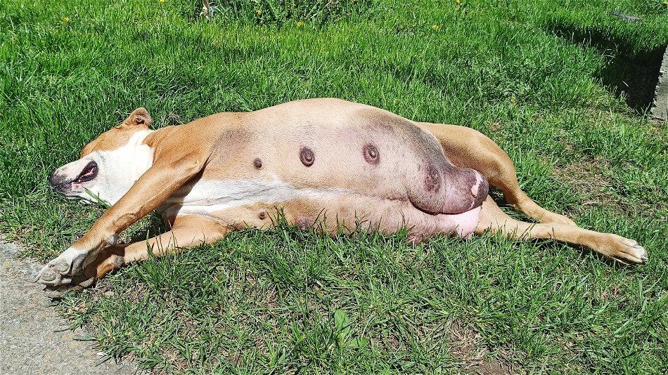 Why Are My Dogs Nipples Enlarged After Heat