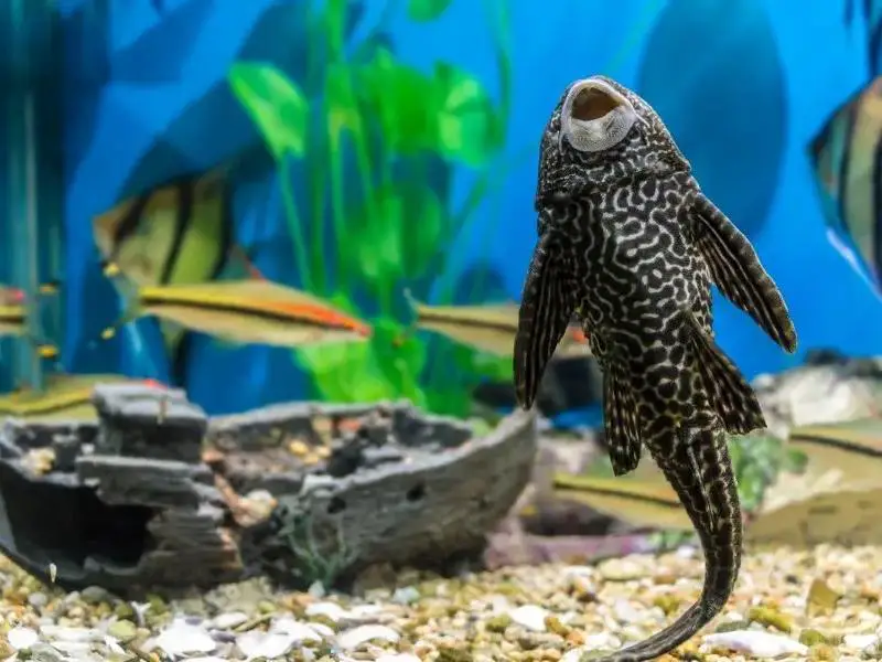 Sucker Fish