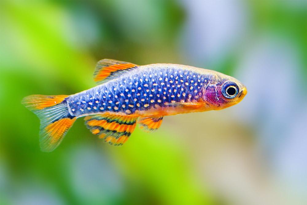 celestial pearl danio (CPD)