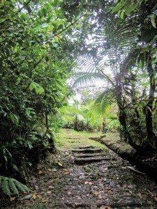 Dominica, the Island of 365 Rivers: National Park trail. Photo by Monica Pisani