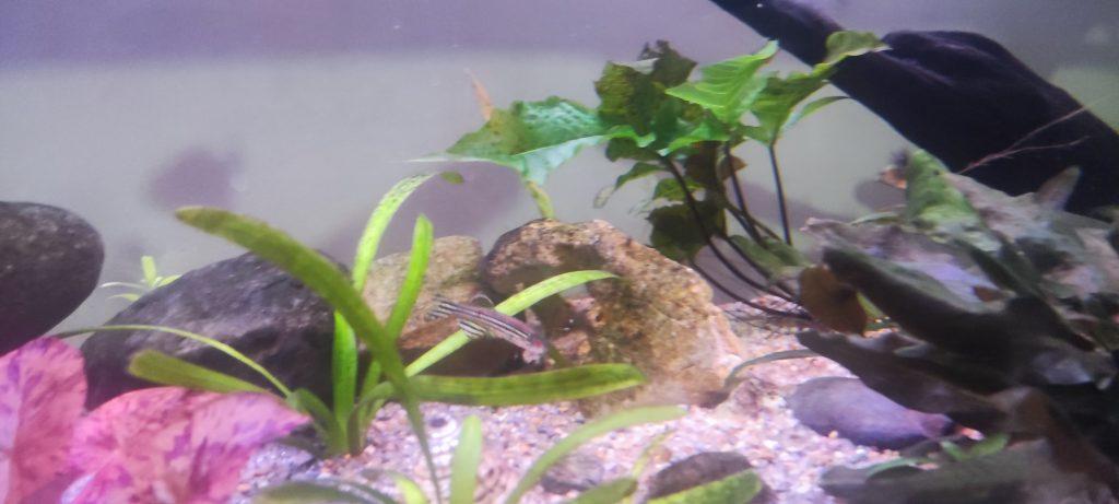 A danio rerio with bloody right eye socket and no eye.