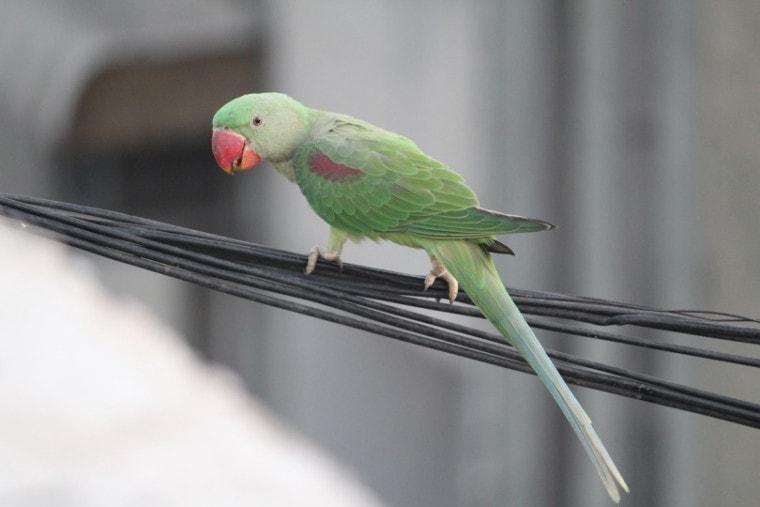 Indian ringneck parakeet