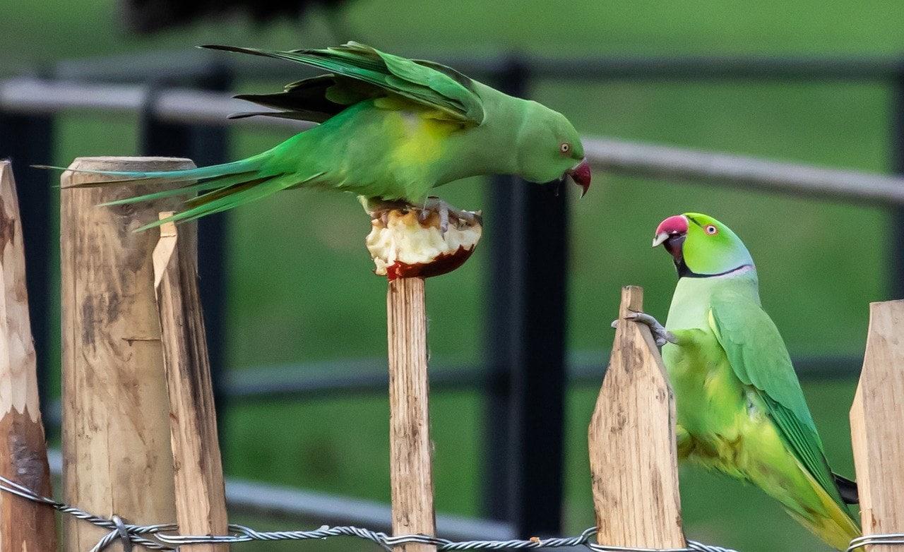 Indian Ringneck Parakeet