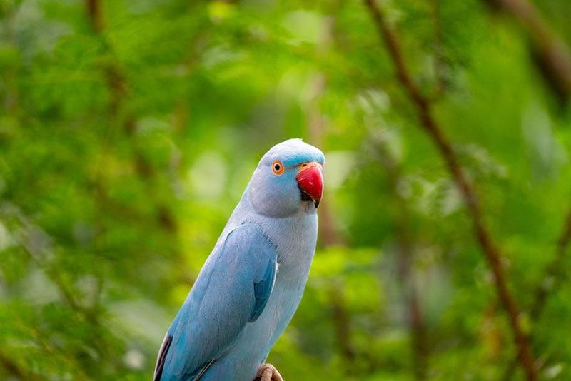 close up of a blue indian ringneck parakeet bird