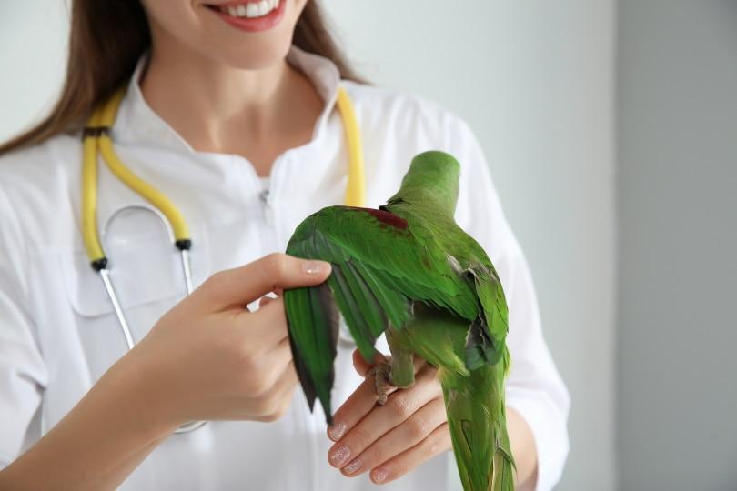 avian vet. examining lovebird