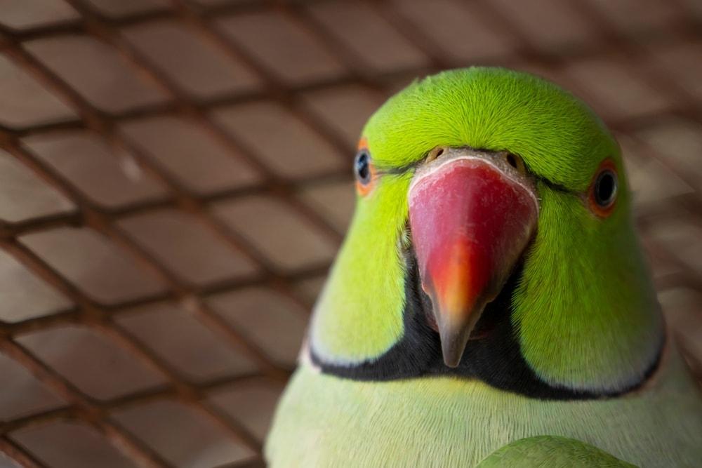 Indian Ringneck parrot closeu up