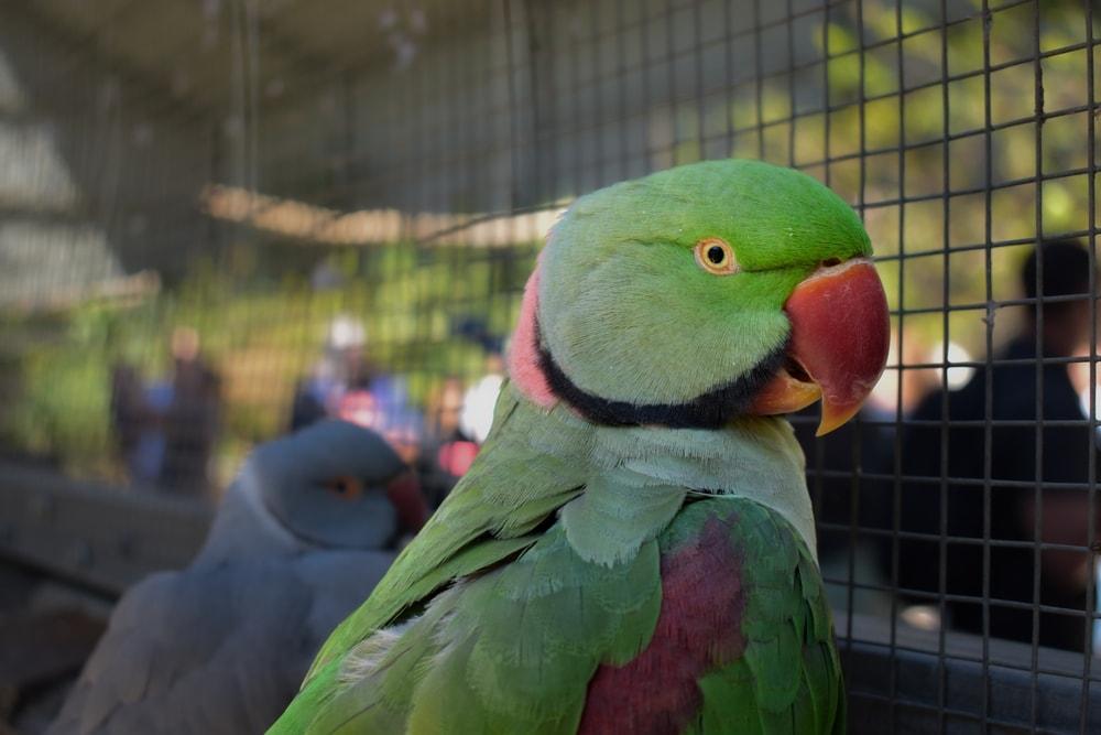 Close up of a Green Indian Ringneck Parrot