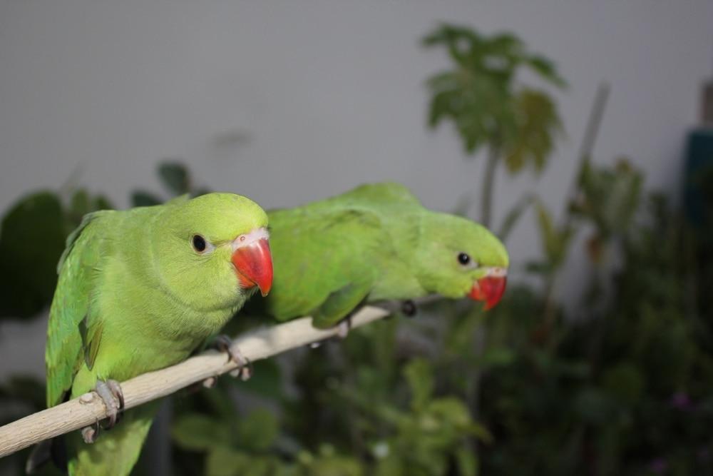 Two Indian Ringneck Parrots sitting on a branch