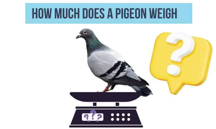 How Much Does a Pigeon Weigh?