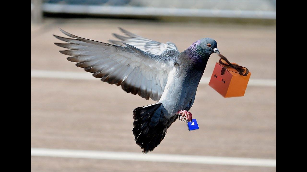 How Much Does a Pigeon Weigh?