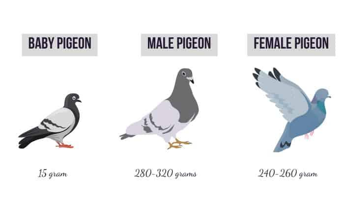 How Much Does a Pigeon Weigh?