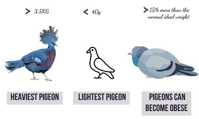 How Much Does a Pigeon Weigh?