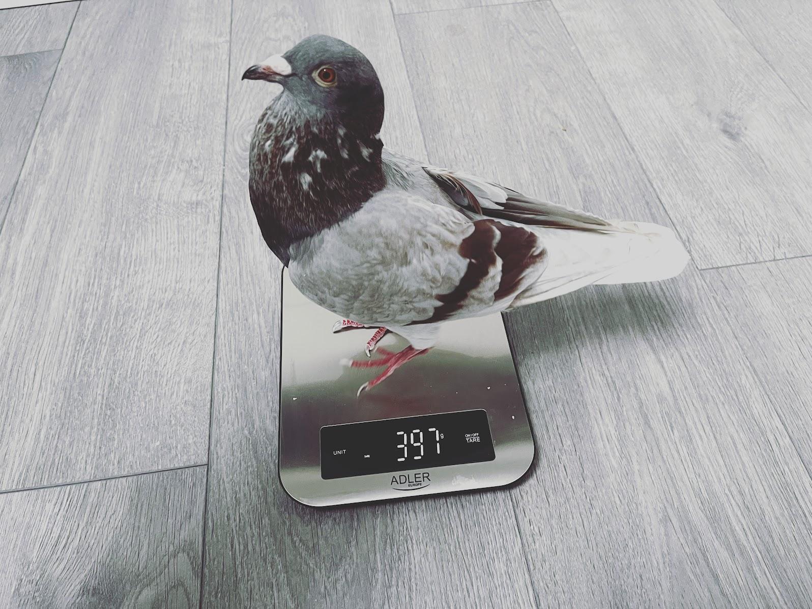 How Much Does a Pigeon Weigh?