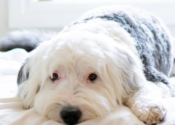 Fi Smart Dog Collar
