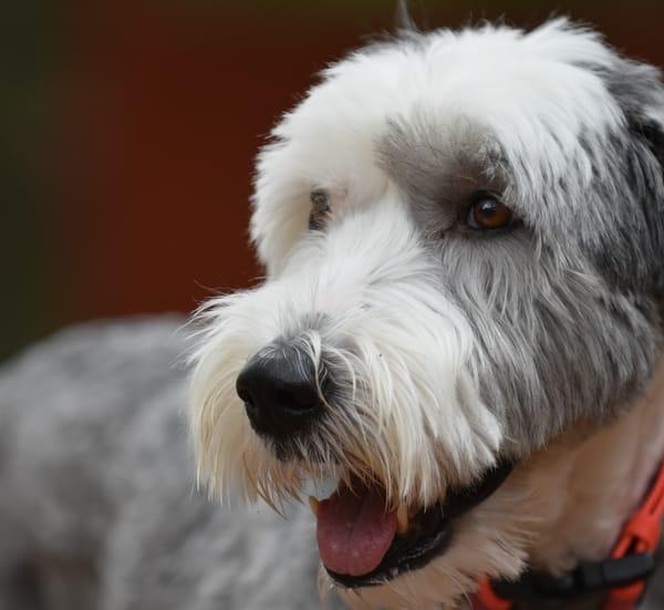 sheepadoodle price