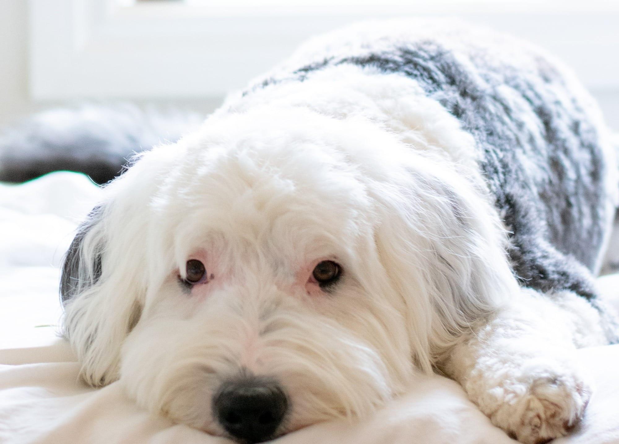 sheepadoodle price