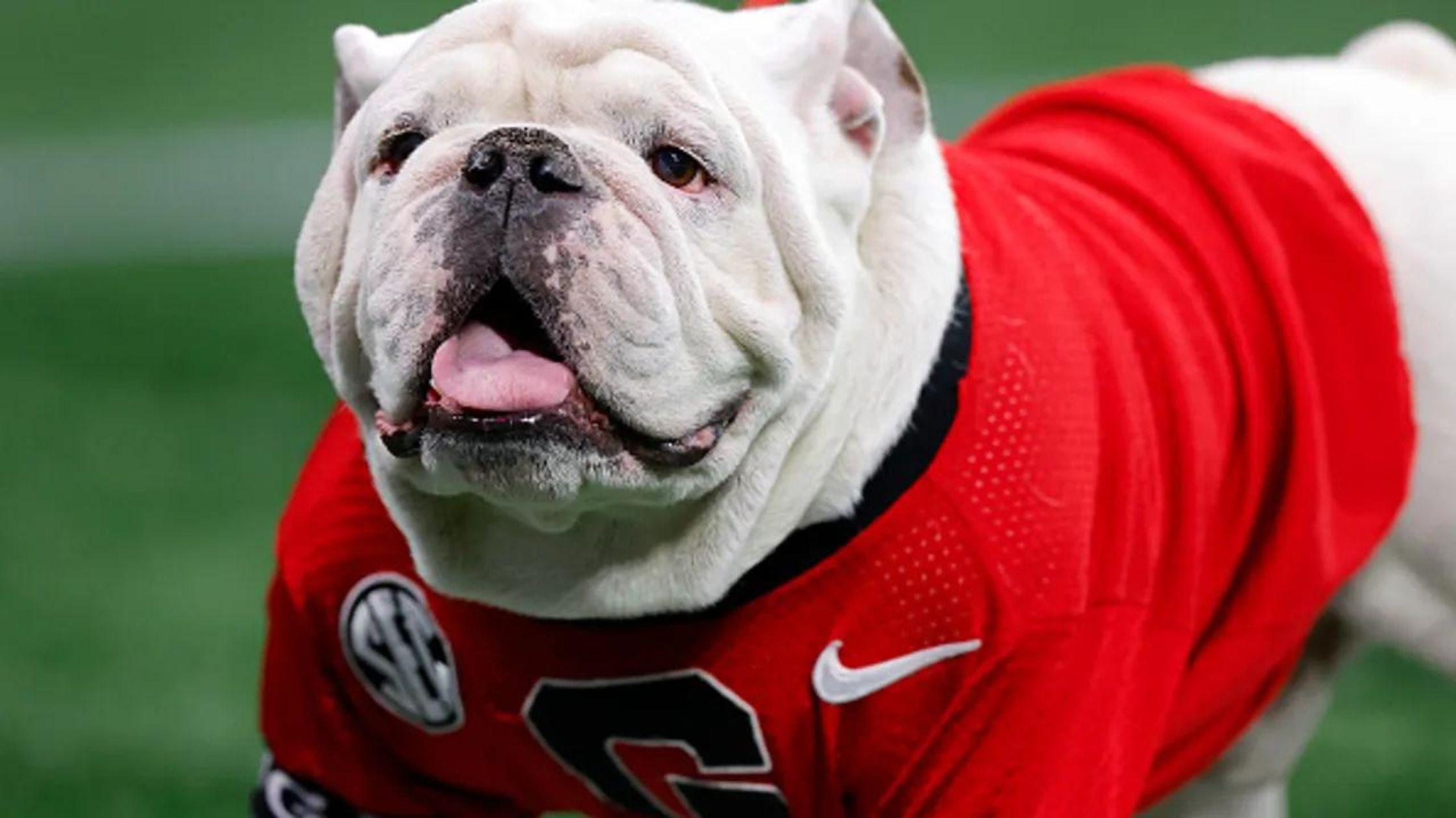 Uga the Dog