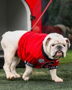 Uga the Dog net worth