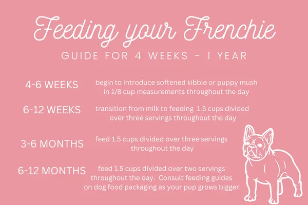 Feeding Your French Bulldog Puppy - Time Line - Top Frenchie