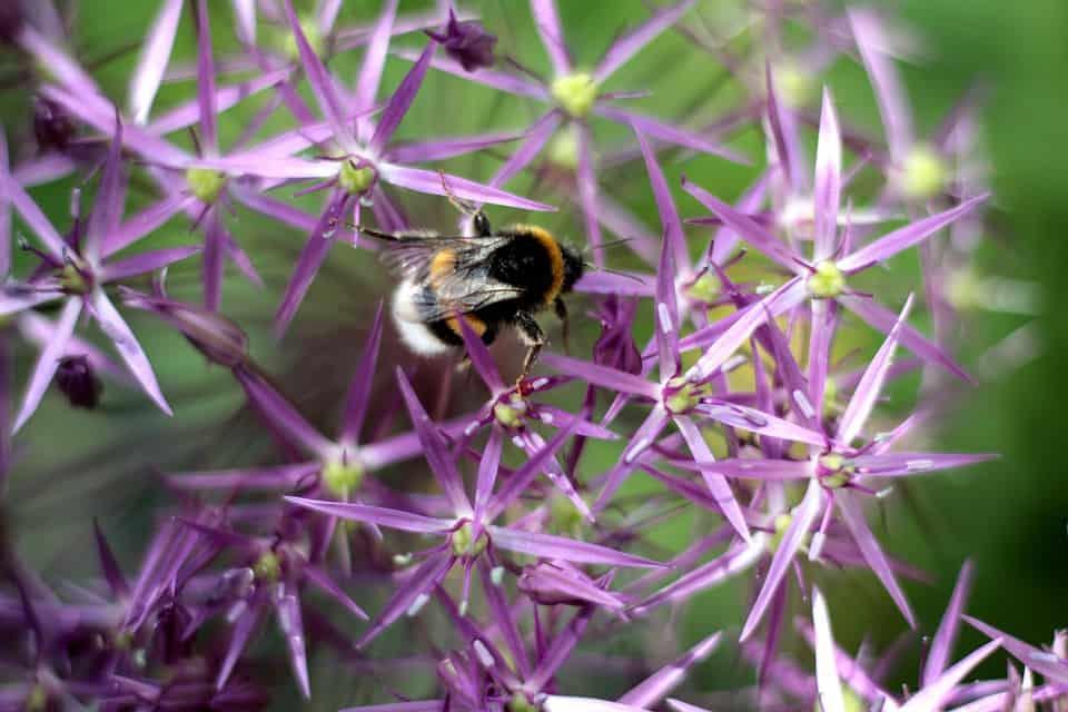 Flowers that Attract Butterflies