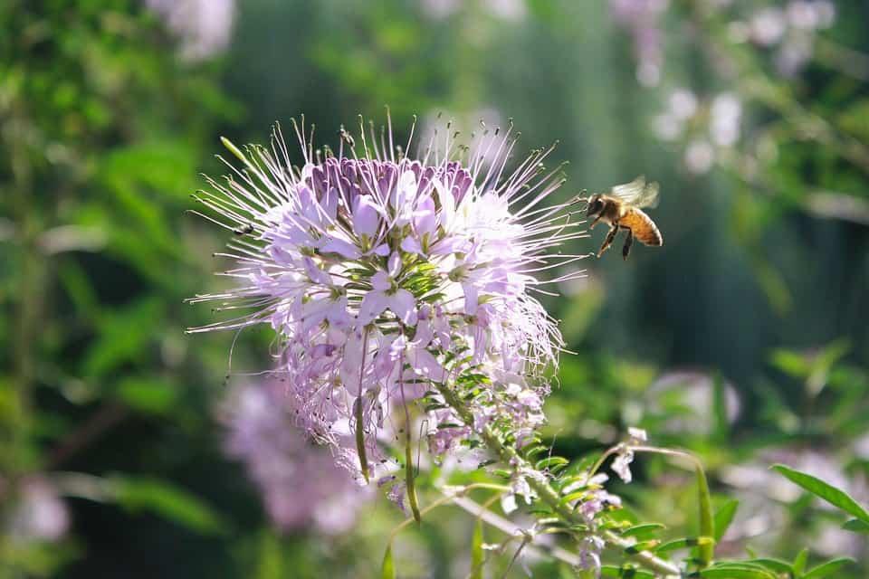 Native Plants that Attract Bees