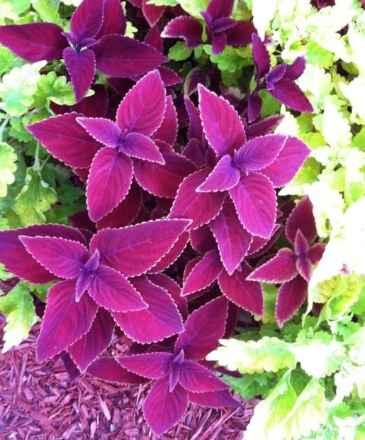 Coleus by Color