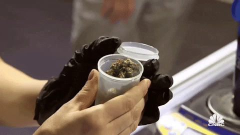 giphy Flying With Weed: How To Get Cannabis Through Airport Security